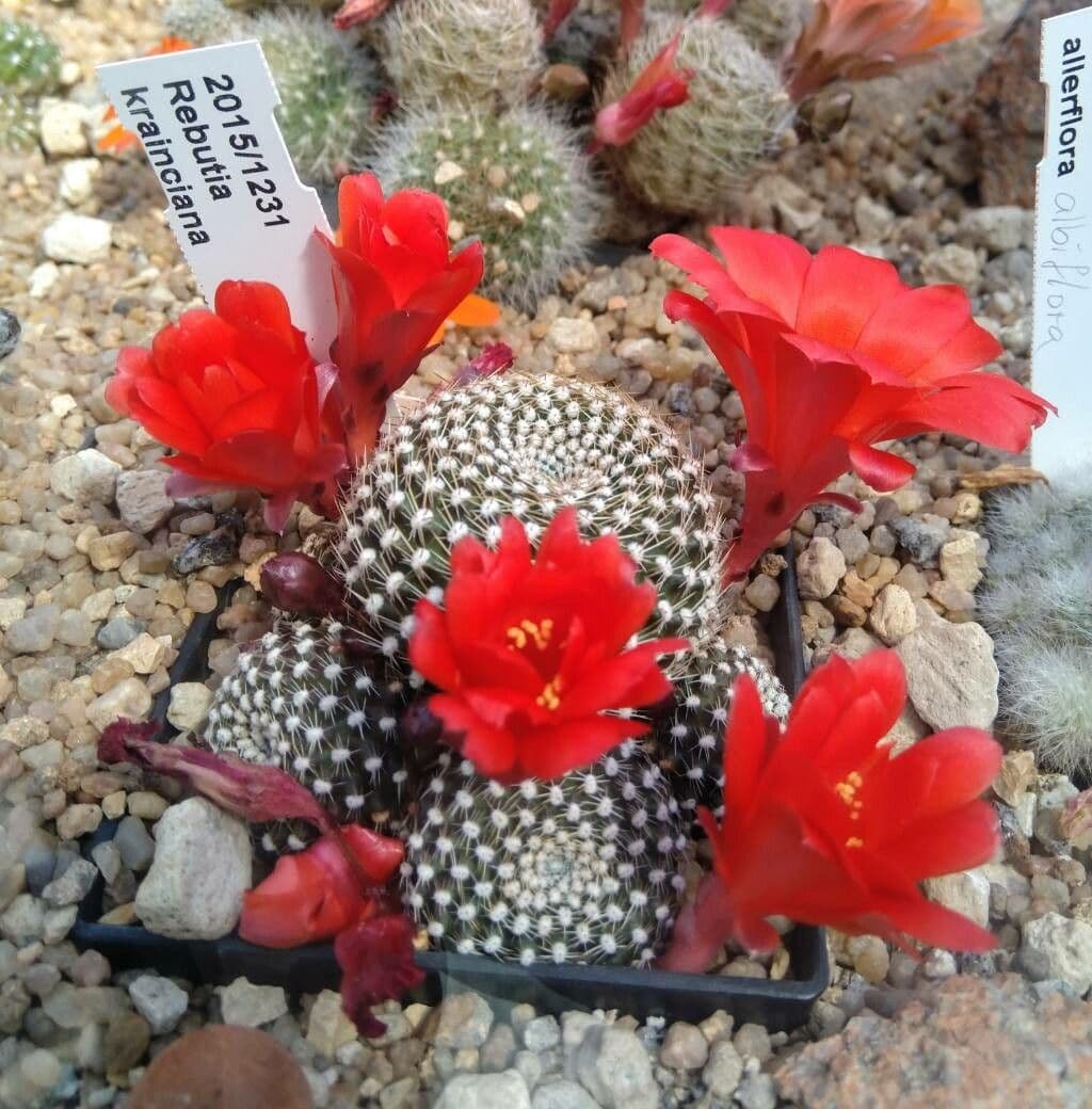 Cactus corona di fuoco 5