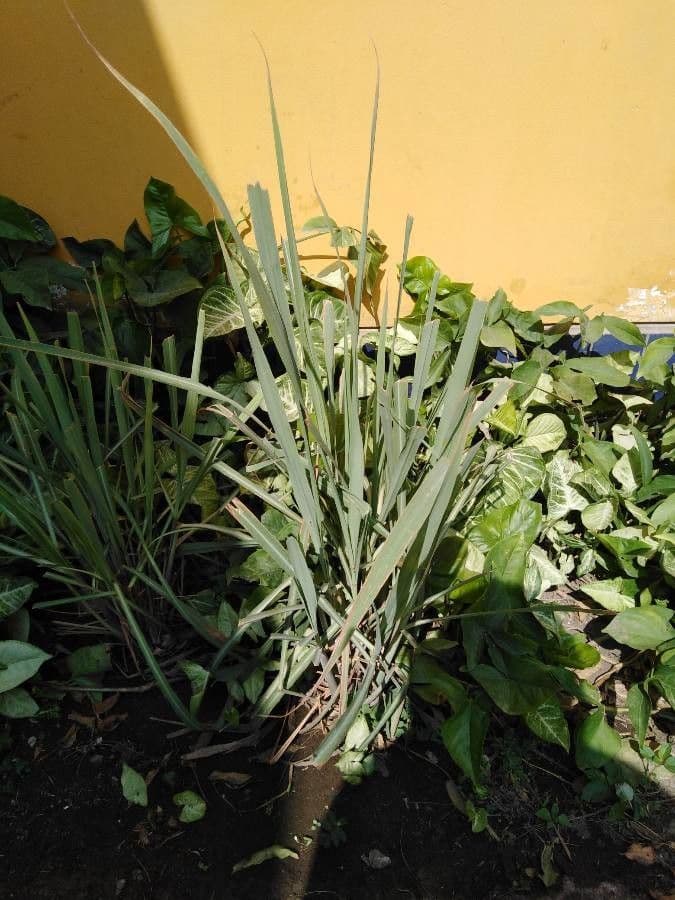 Citronella 23