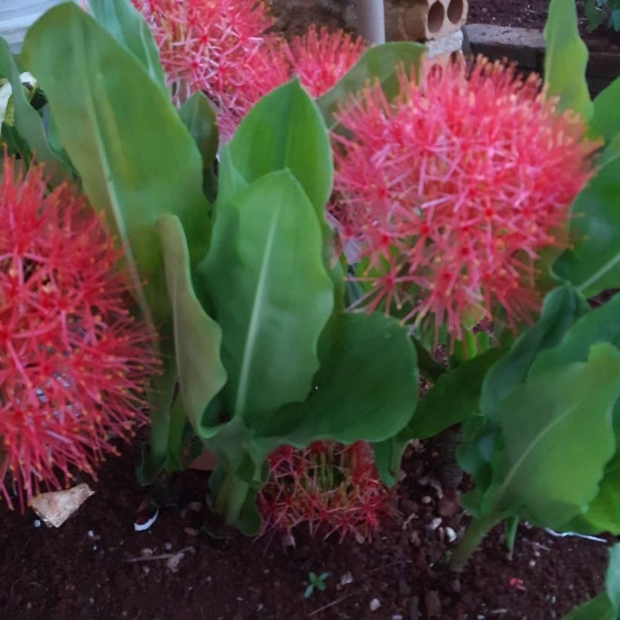 Scadoxus 23