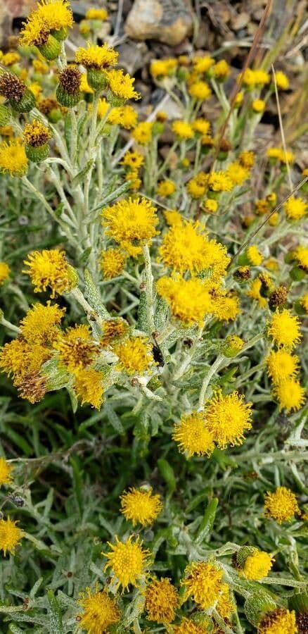 Senecio filaginoides