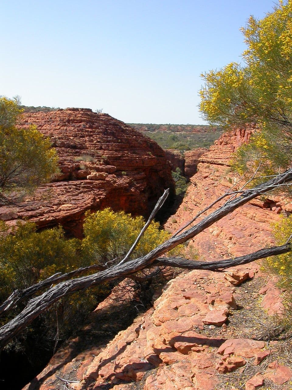 Acacia ligulata 6