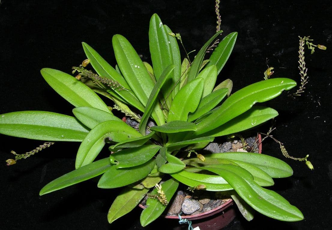 Scaphosepalum 4