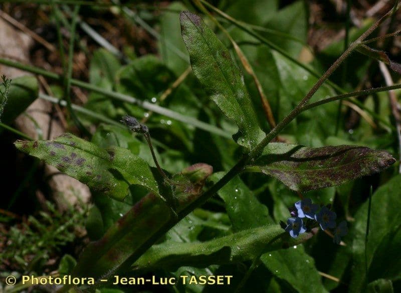 Myosotis décombant 13