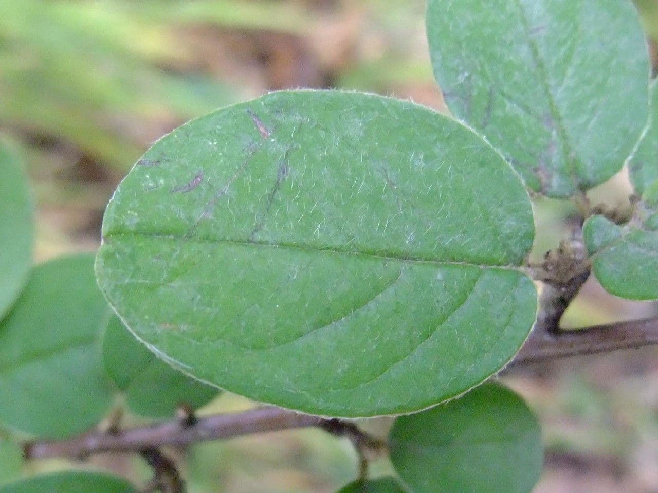 Cotoneaster zabelii 14