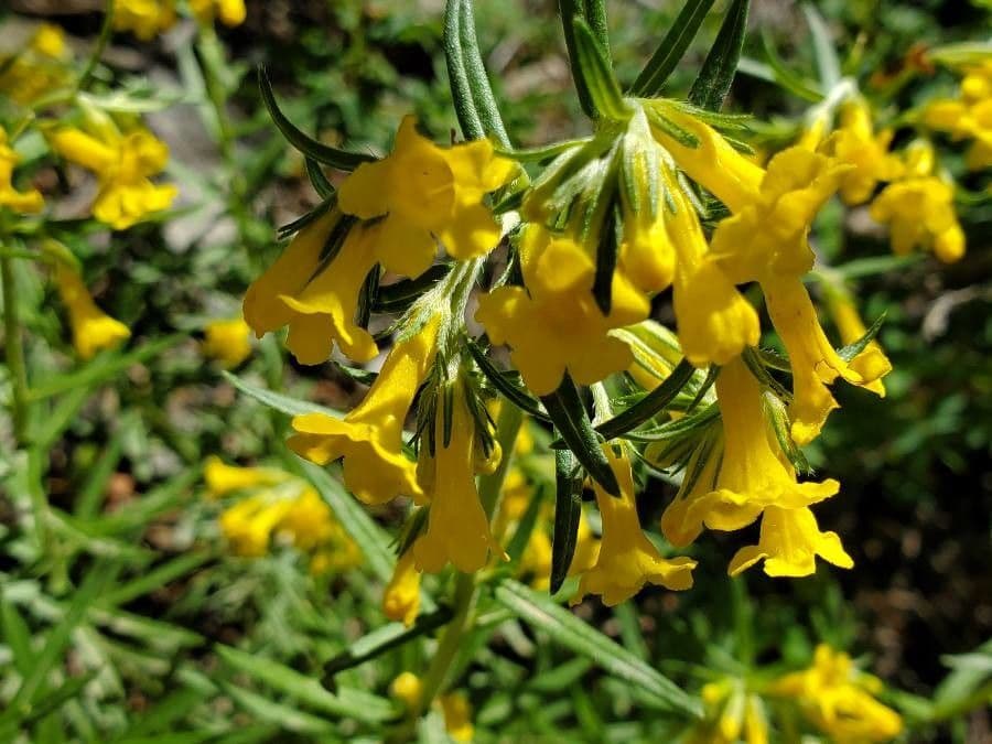 Erba-tosta multiflora