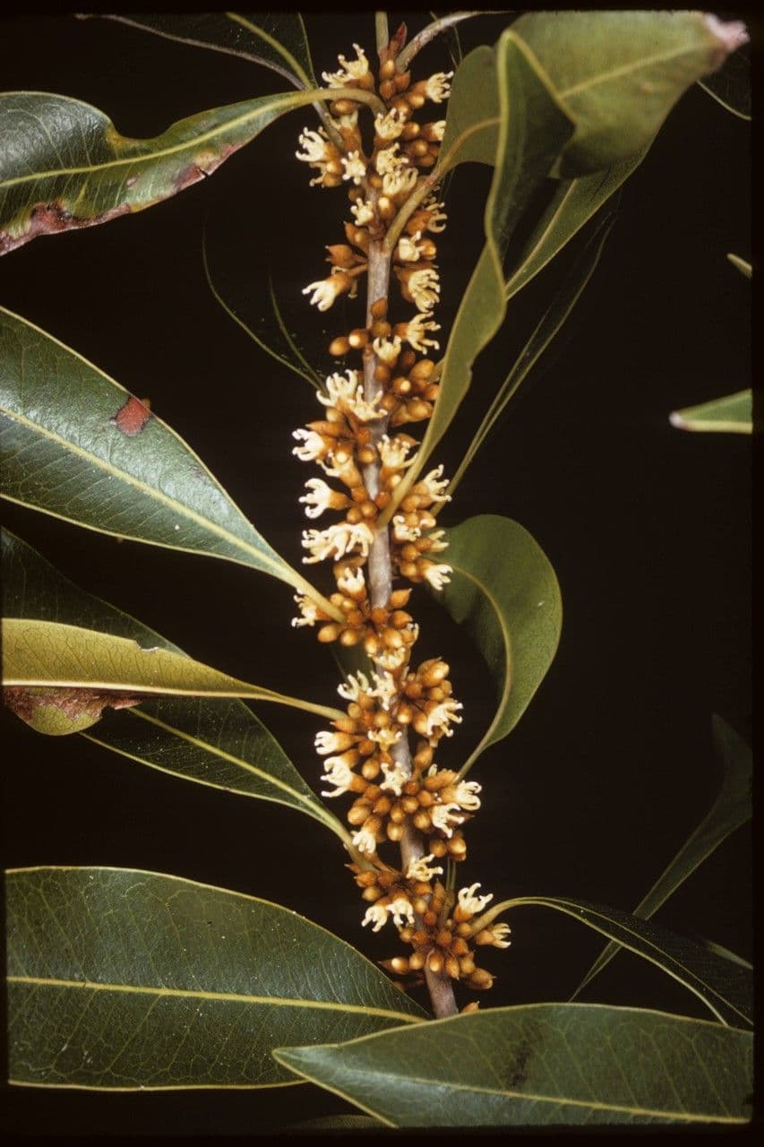 Sideroxylon 3