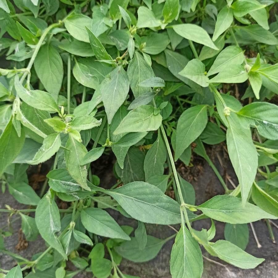 Akanthius diplopteroidny 13