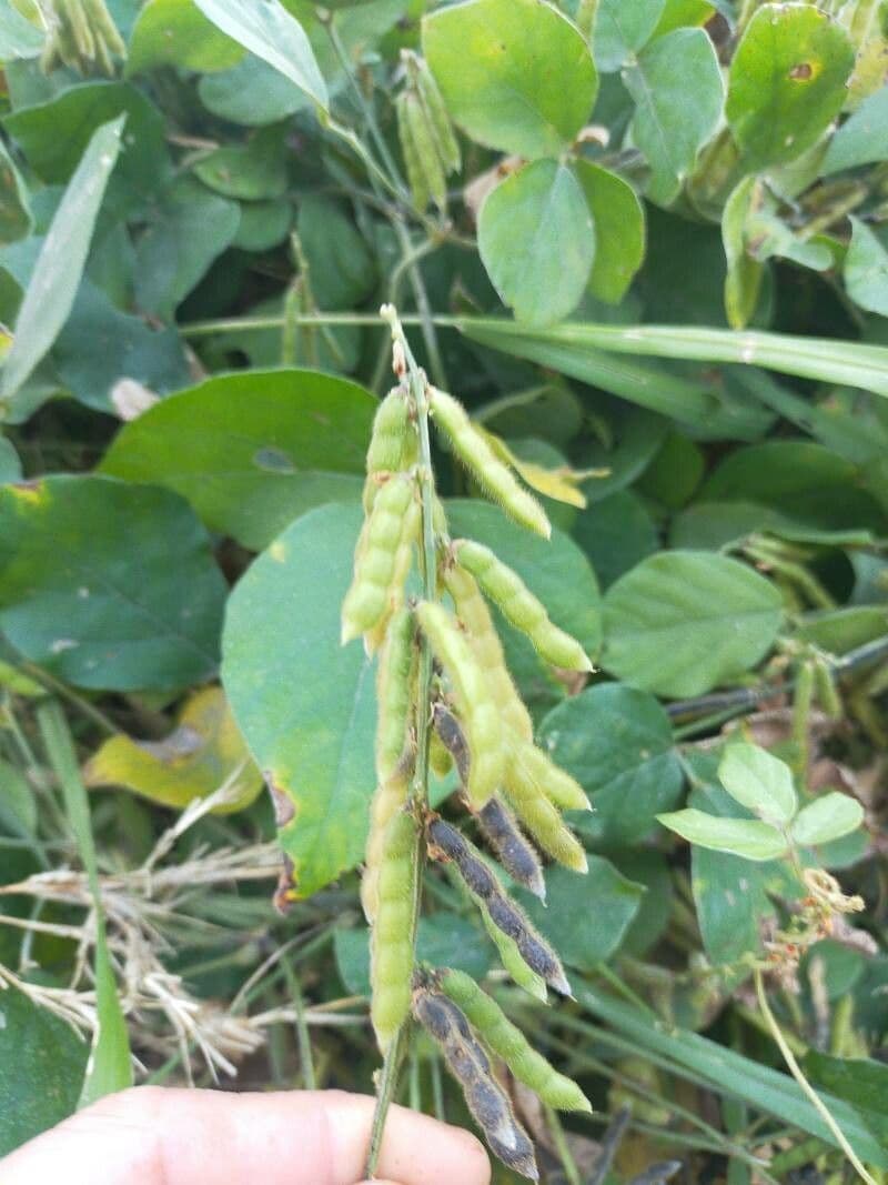 Boby perennial