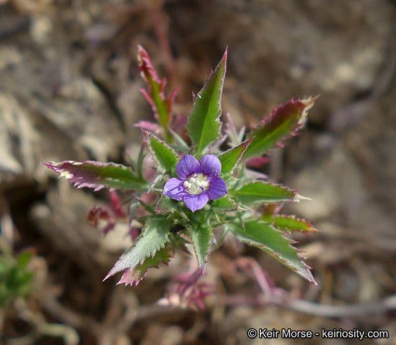 Navarretia 12
