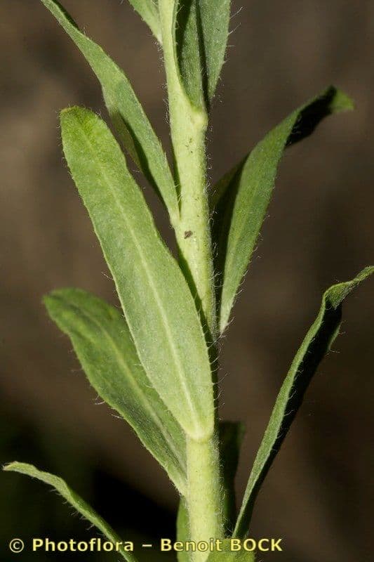 Alyssoides utriculata 21