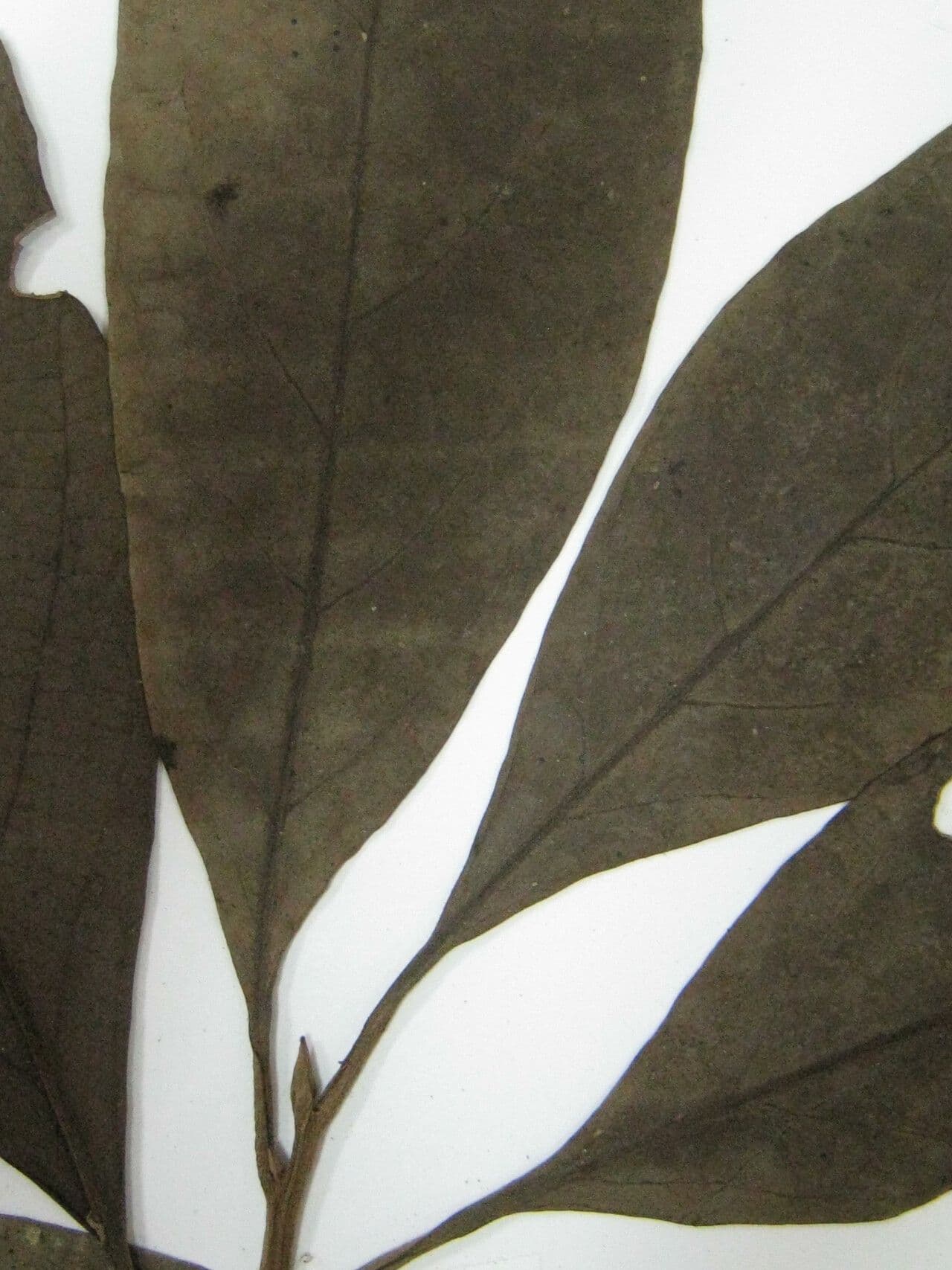 Ocotea leucoxylon 17