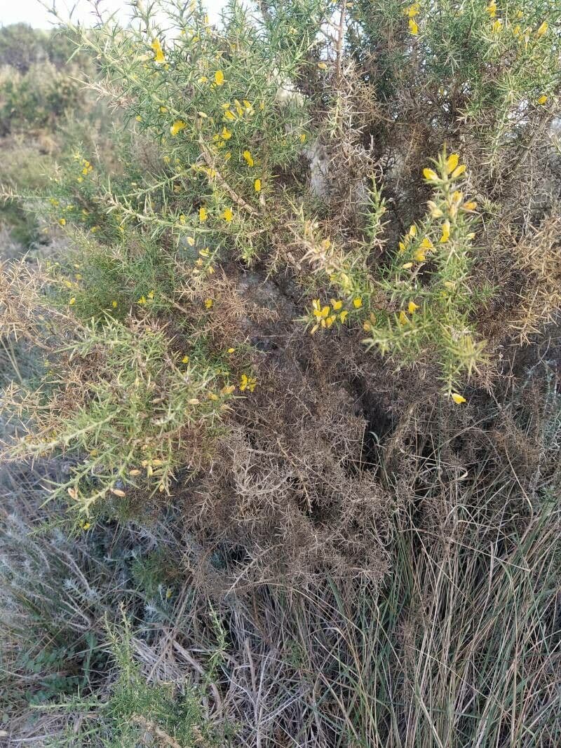 Ginestrone minore 24