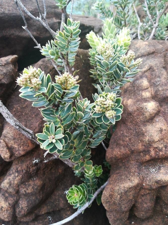 Cyathopsis 20