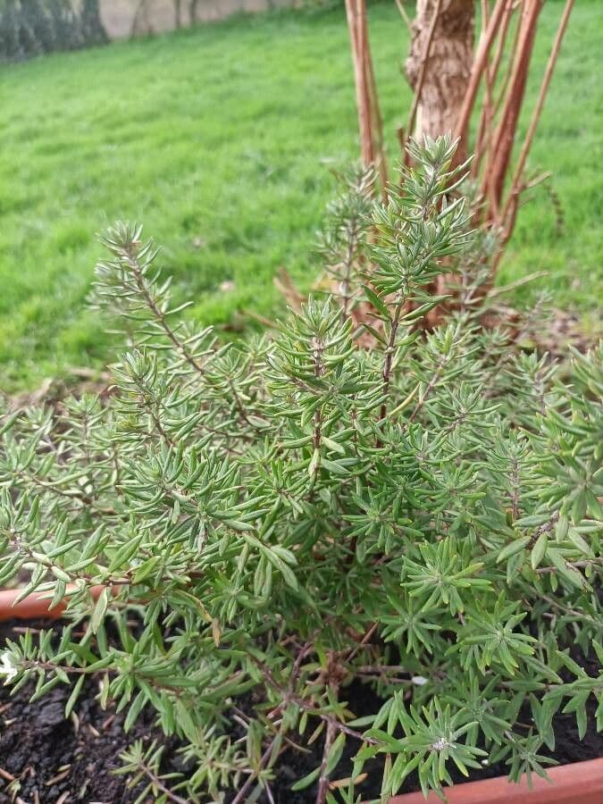 Westringia arbustiva 13