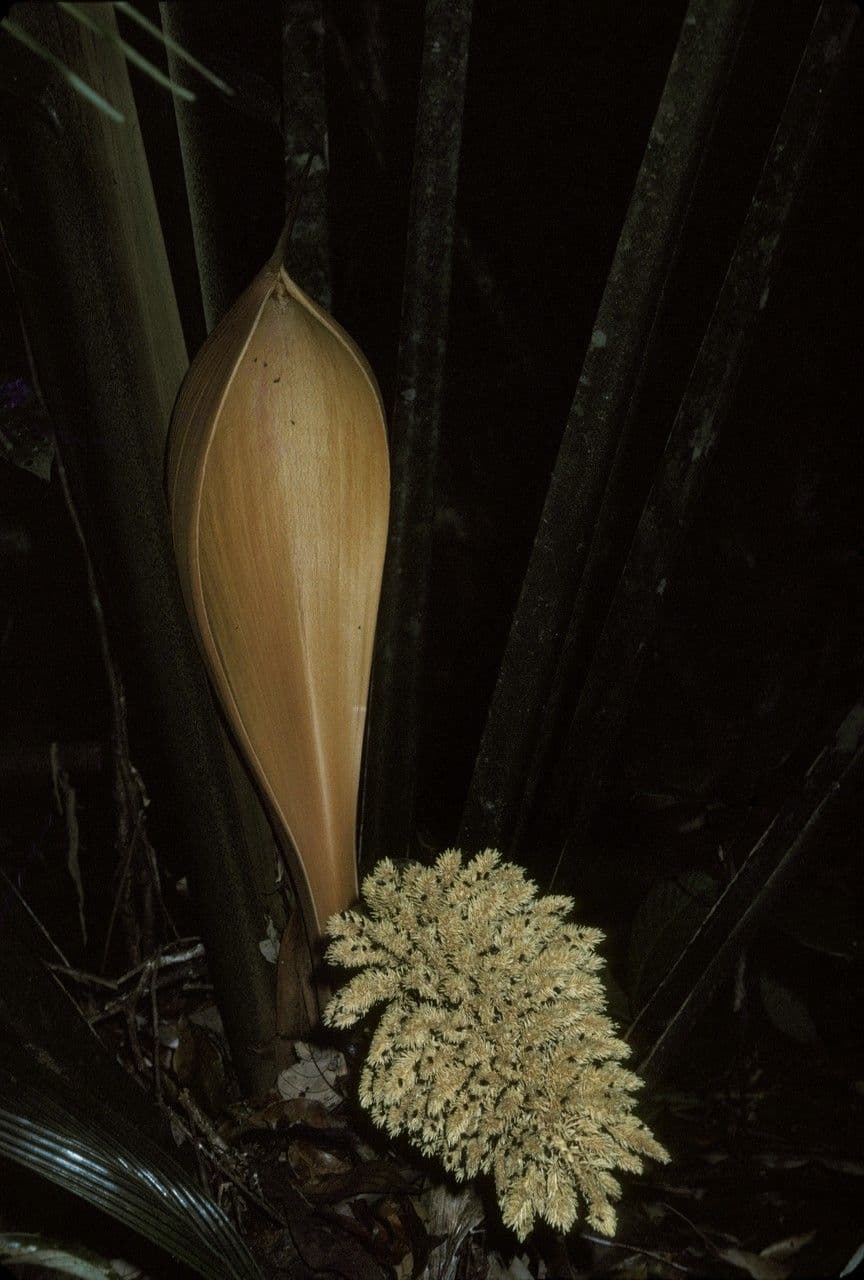 Palma Attalea 2