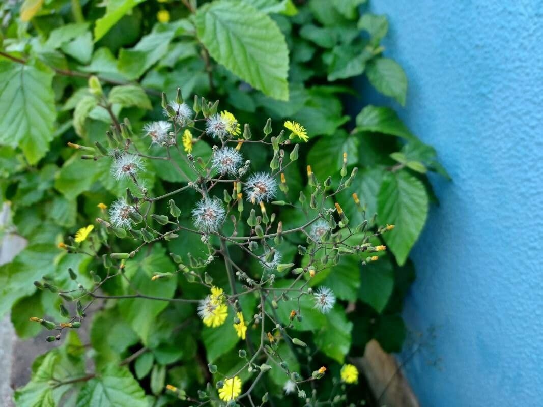 Youngia giapponese