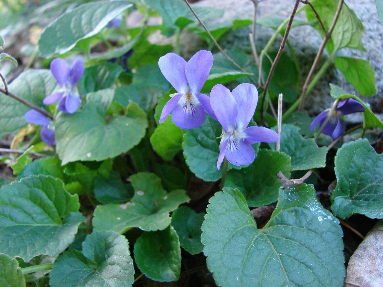 Viola odorata 9