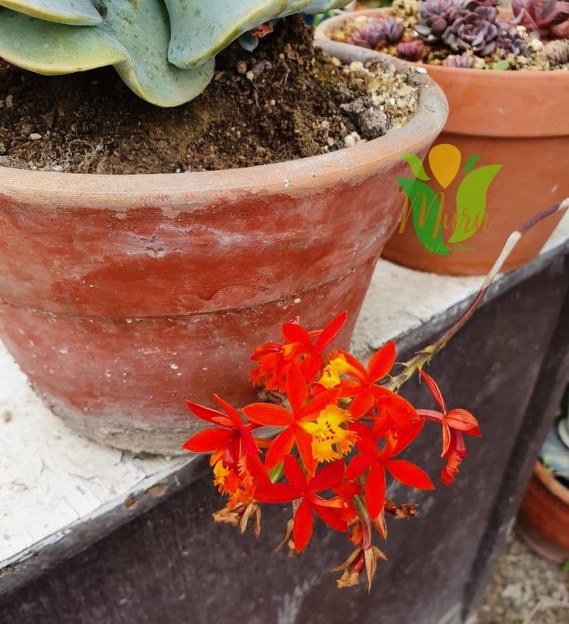 Epidendrum ibaguense 9