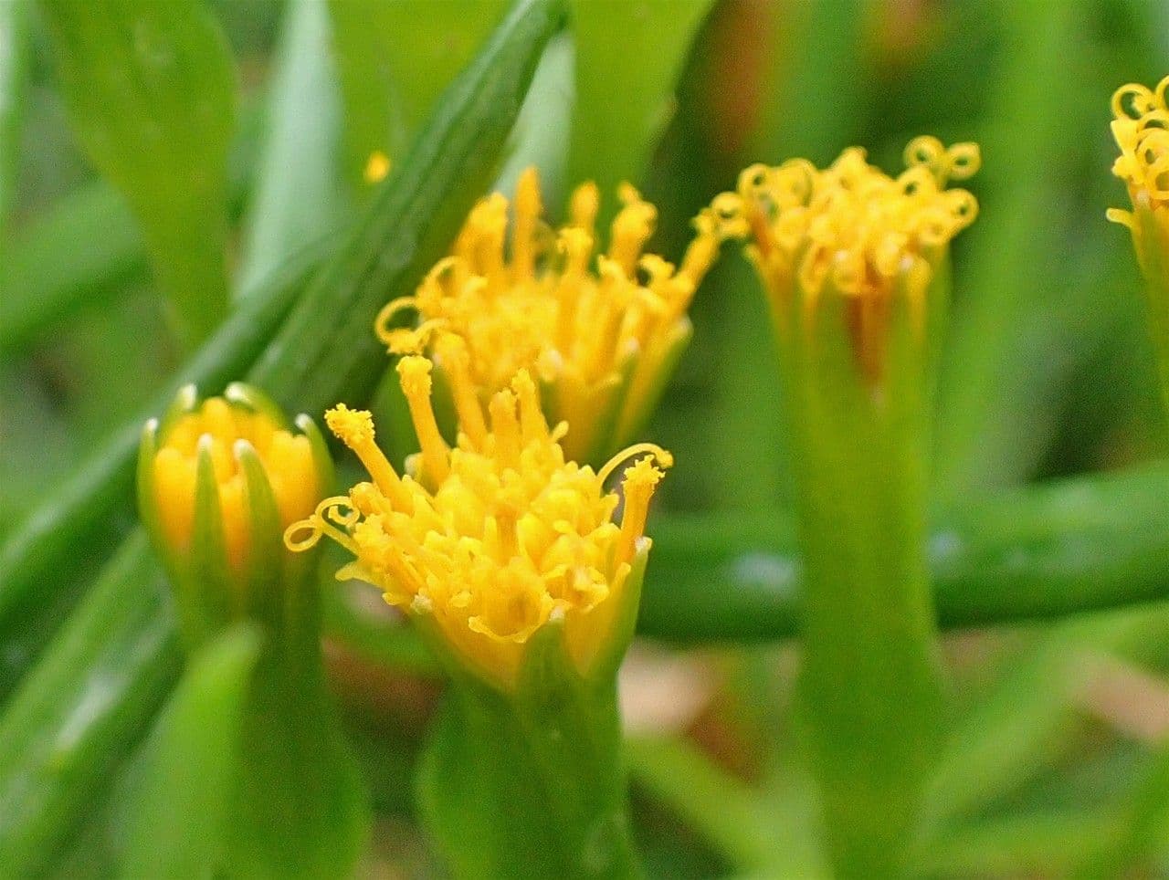 Senecio 2