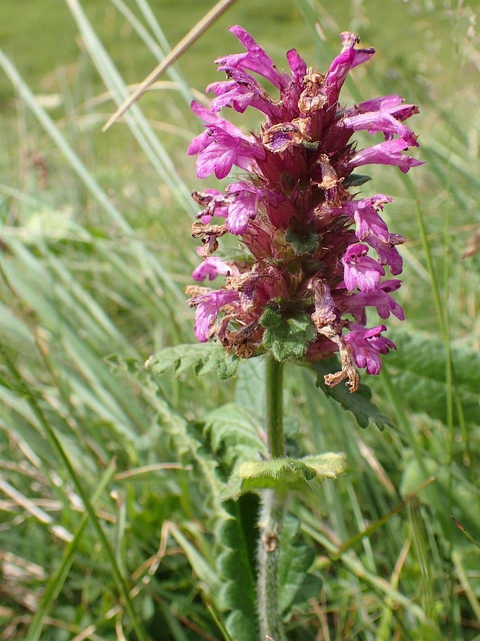 Stachys 8