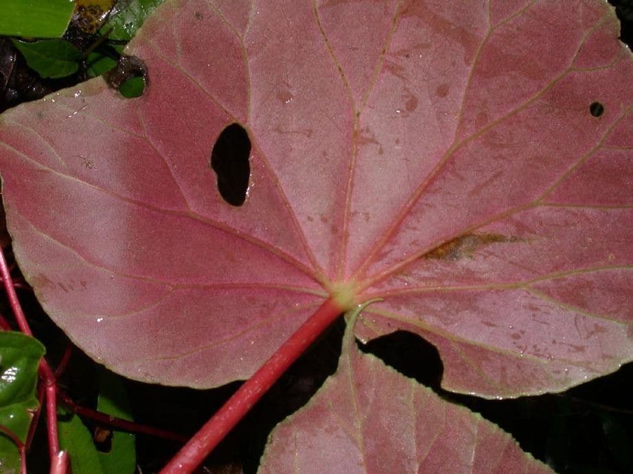 Begonia 13