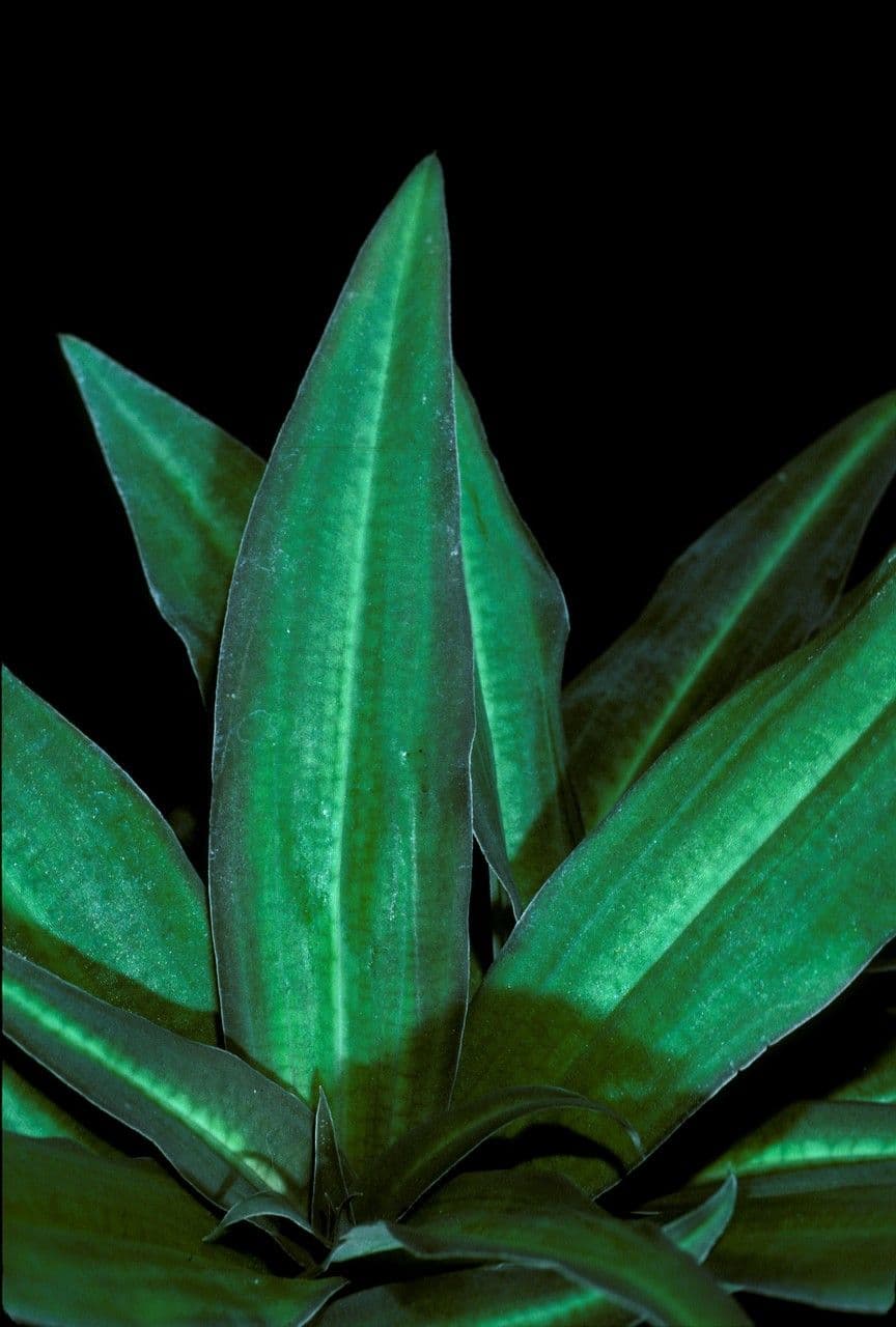 Habenaria 3
