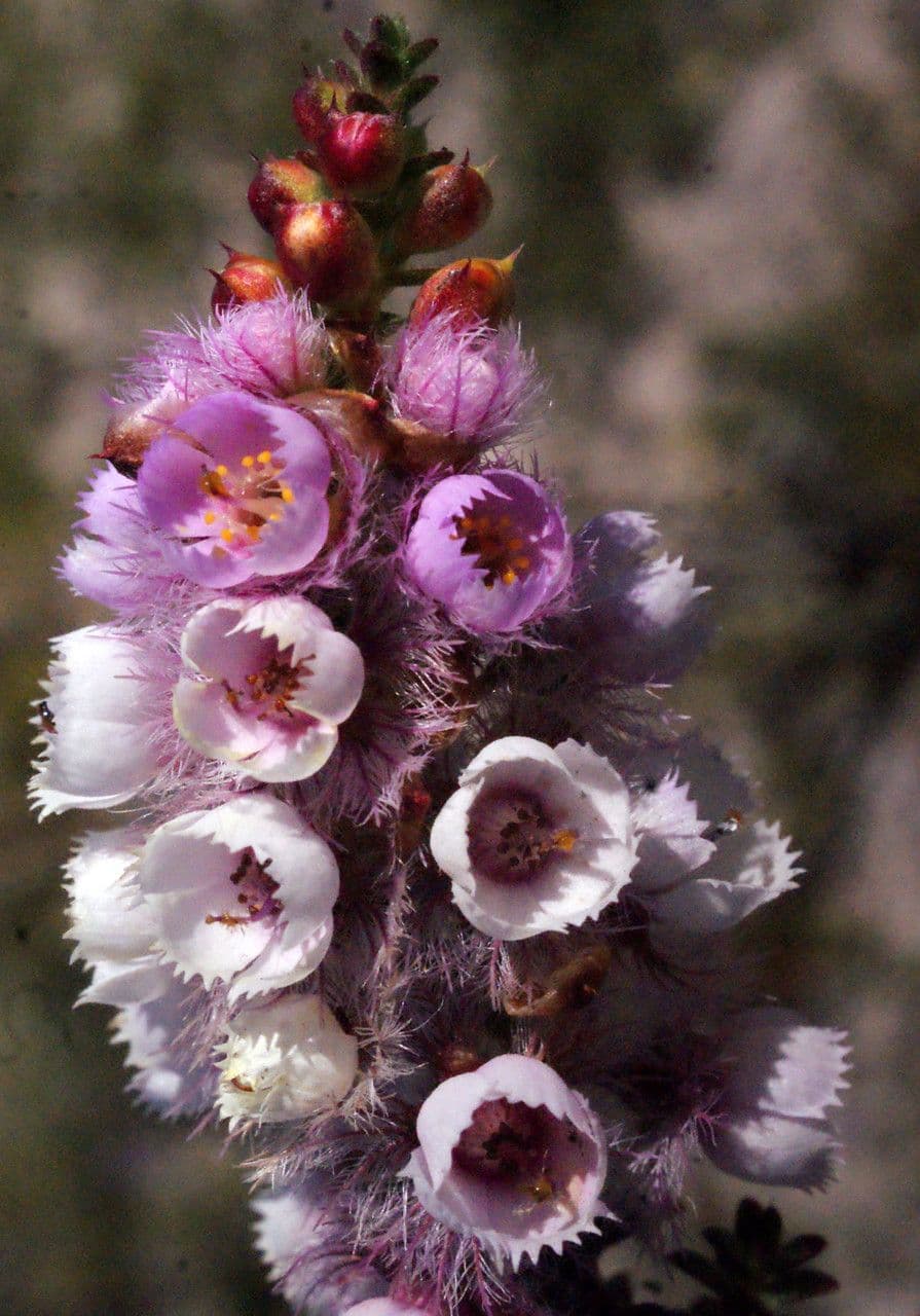 Verticordia plumosa 4