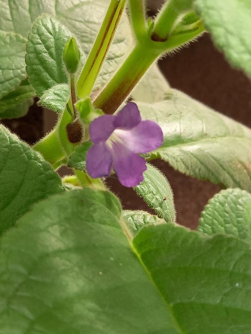 Streptocarpus
