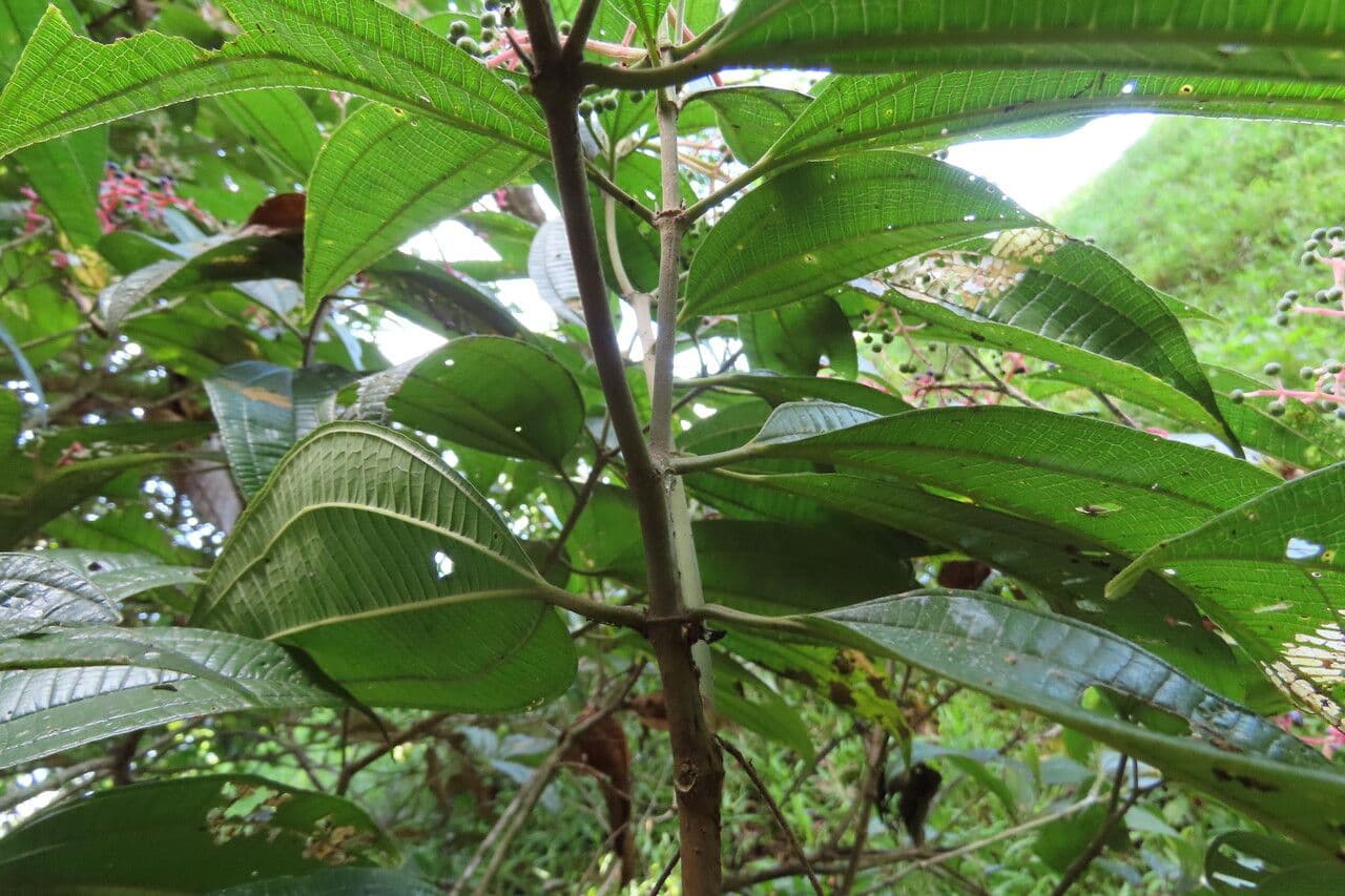 Miconia affine 17