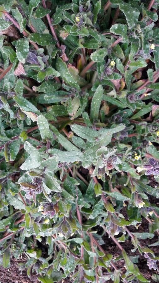 Nonea lutea 10