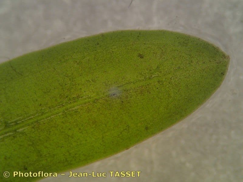 Erba-coltella ottusa 5