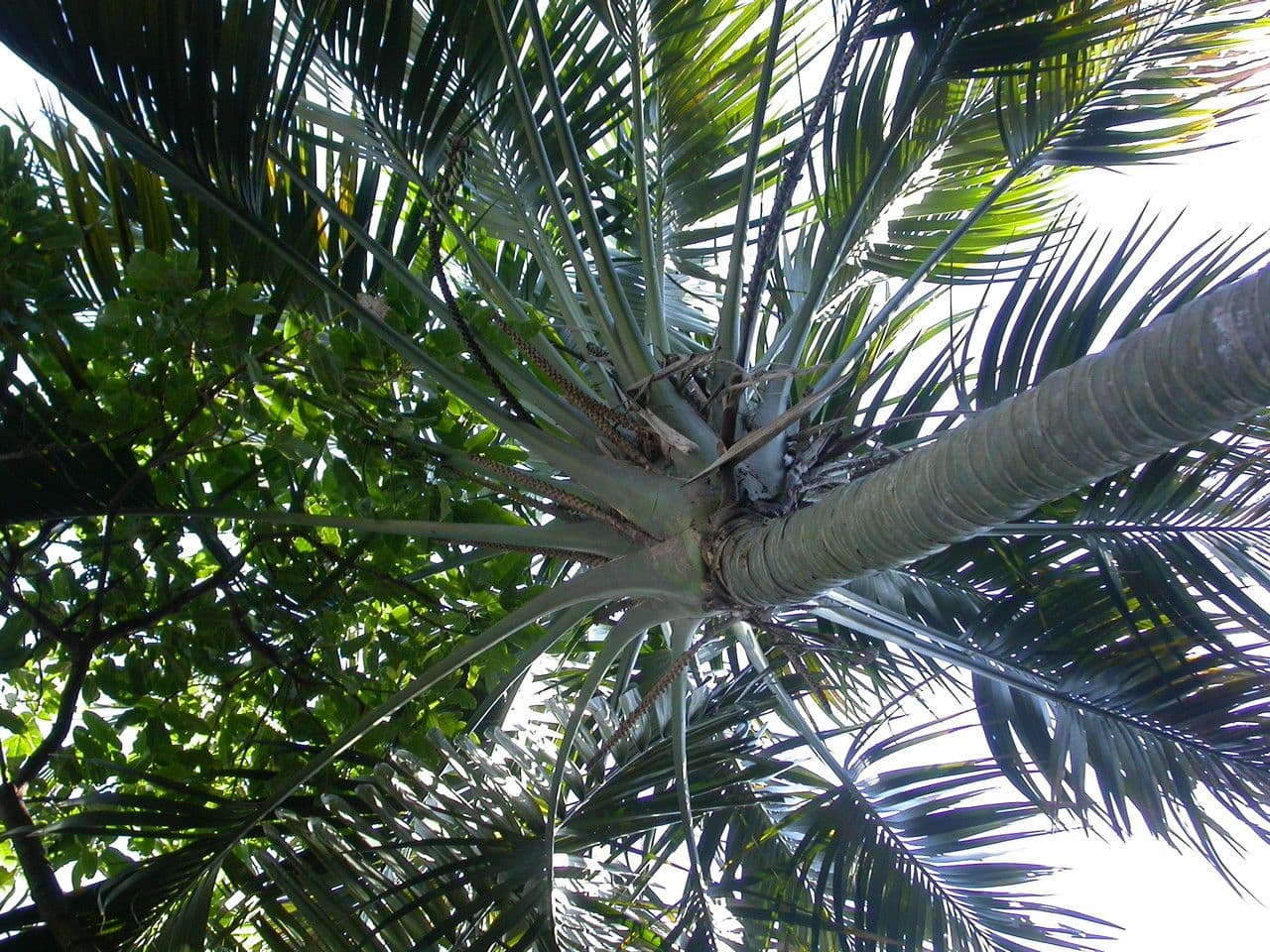 Howea 4