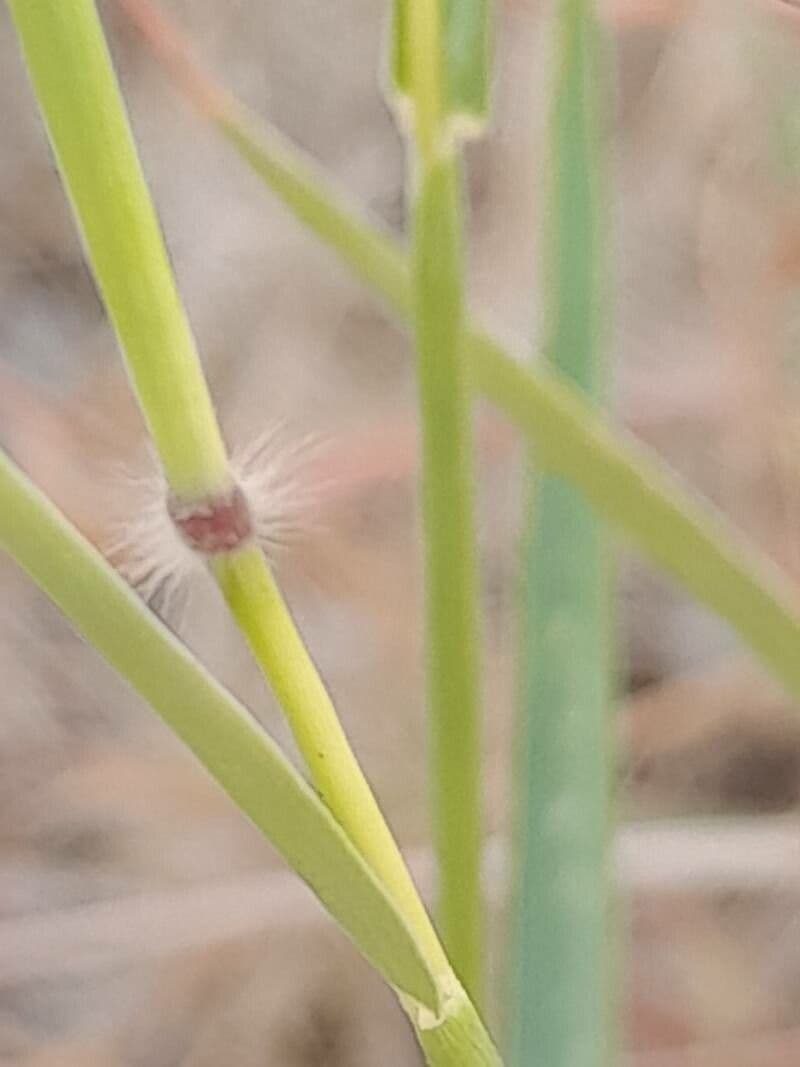 Dichanthium annulatum 20