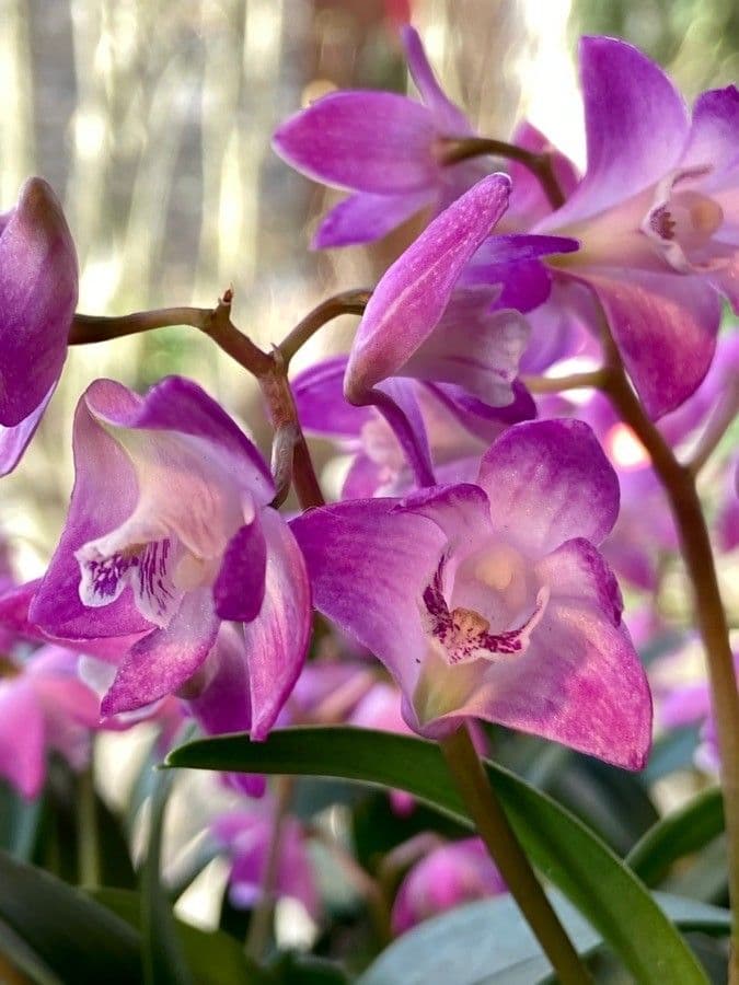 Dendrobium 6