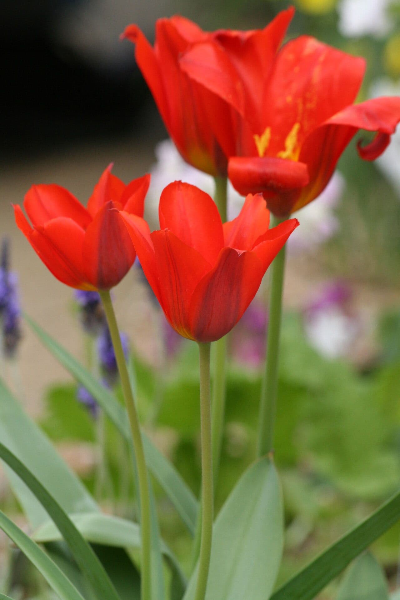 Tulipano