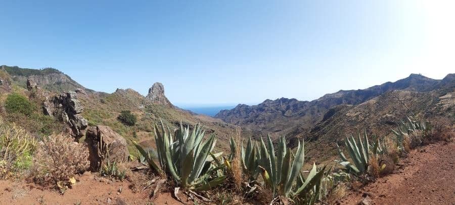 Havard-Agave 13