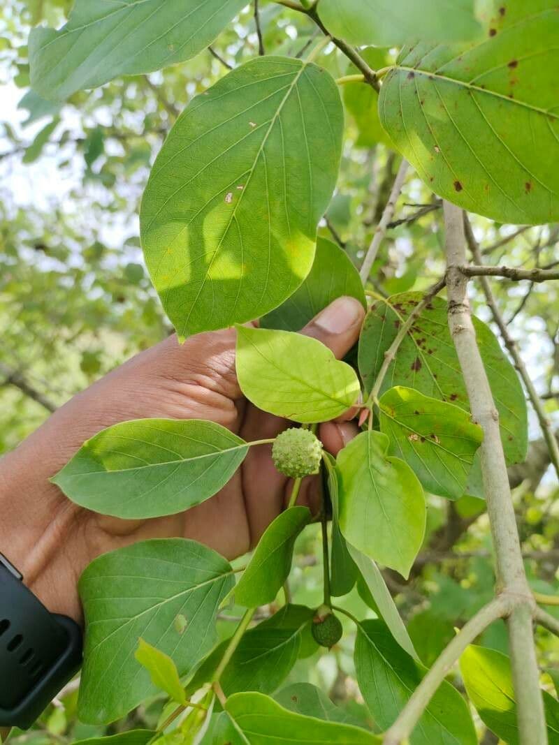 Mitragyna inermis