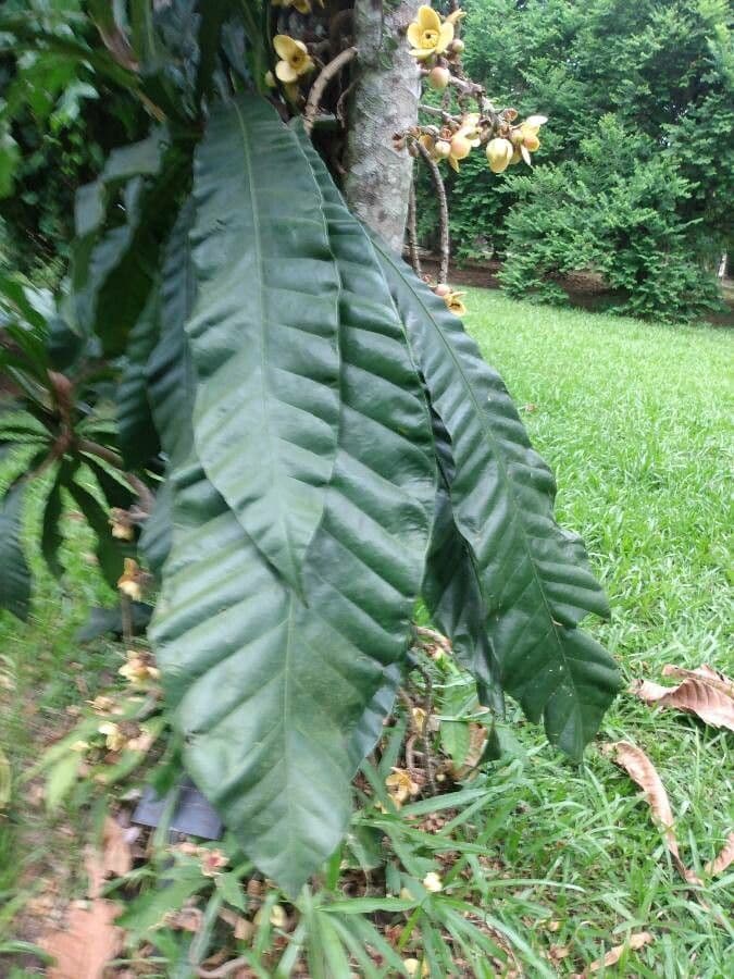 Grias peruviana 4
