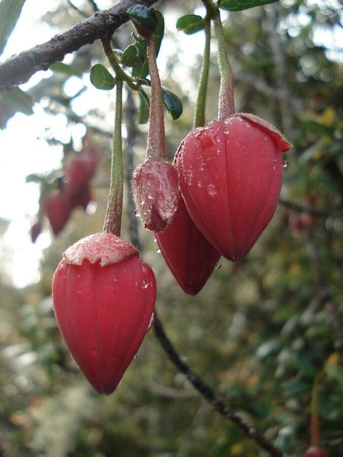 Crinodendron 10