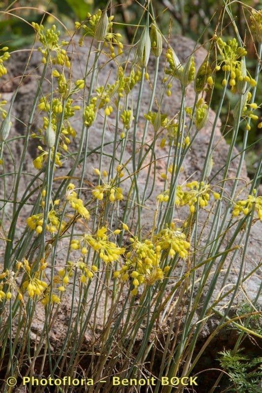 Ail jaune 20