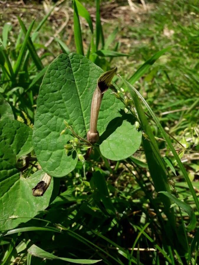 Rostlina 7