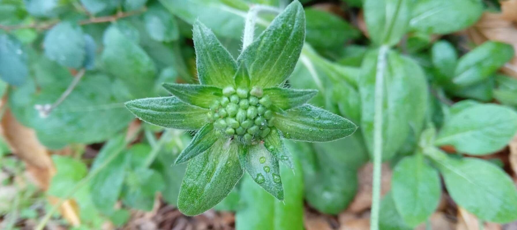 Knautia 21
