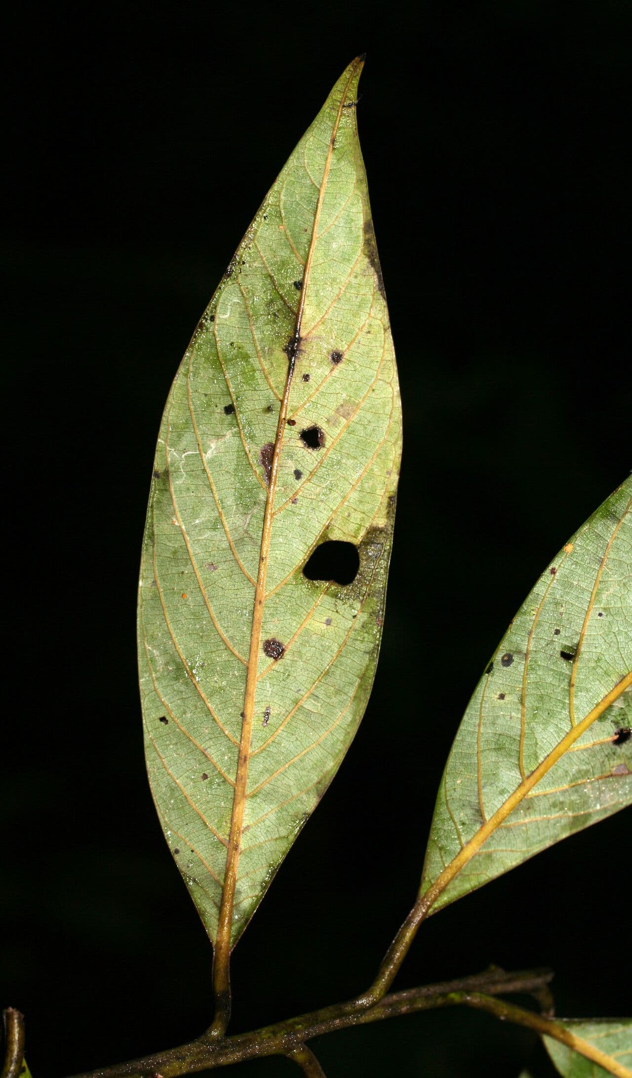 Ocotea glomerata 6