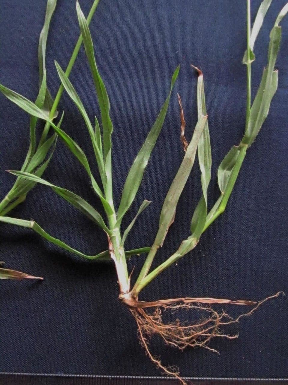 Gramigna egiziana 28