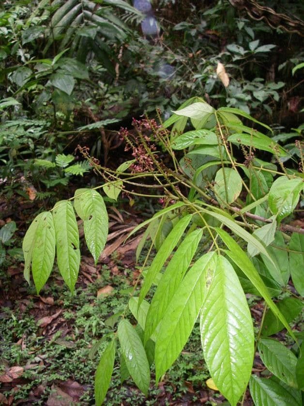 Lonchocarpus 11