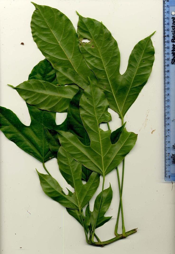 Dendropanax arboreus 25