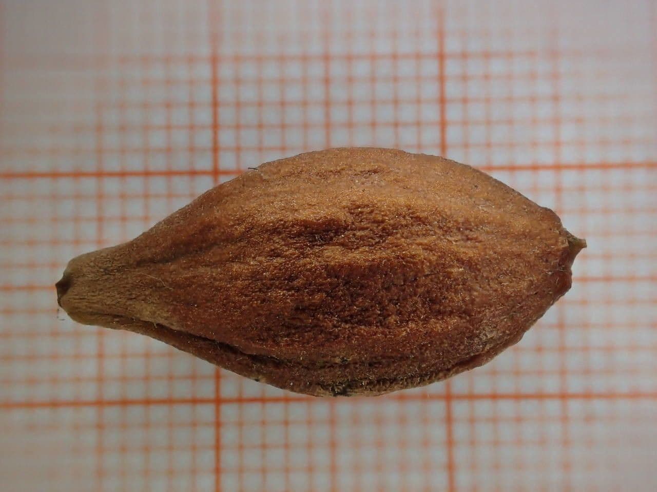 Obszarowca 30