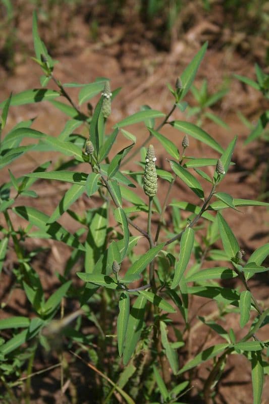 Sphenoclea 10