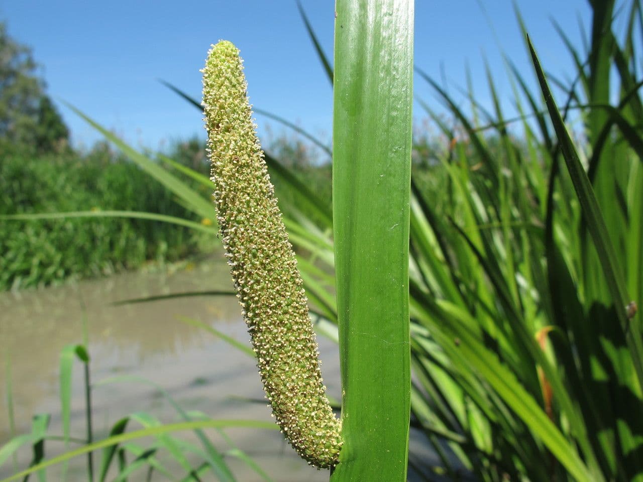 Calamo aromatico 10