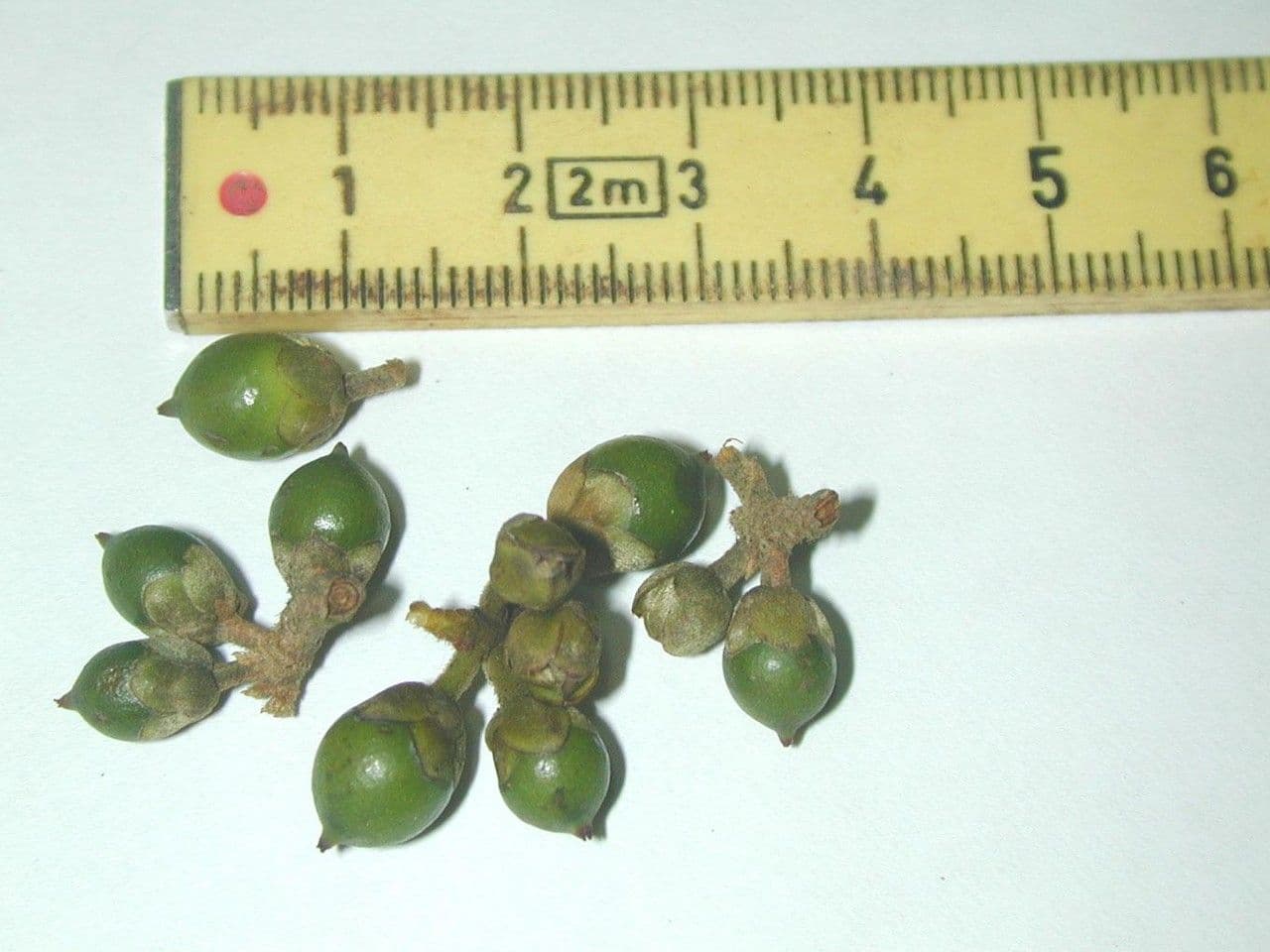 Freziera 13